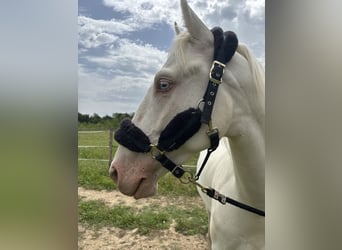 Andalusier, Wallach, 4 Jahre, 160 cm, Cremello