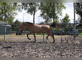 Andalusier Mix, Wallach, 4 Jahre, 160 cm, Falbe