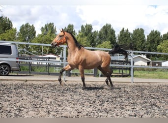 Andalusier, Wallach, 4 Jahre, 160 cm, Falbe