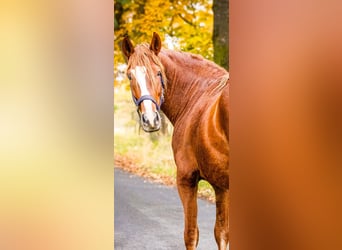 Andalusier Mix, Wallach, 4 Jahre, 160 cm, Fuchs