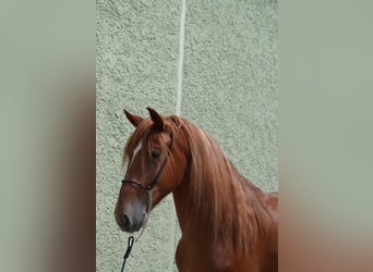 Andalusier, Wallach, 4 Jahre, 160 cm, Fuchs