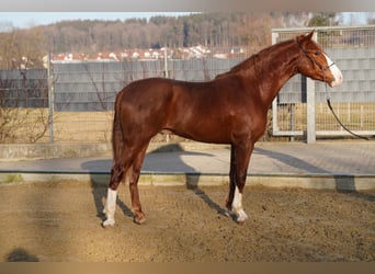 Andalusier Mix, Wallach, 4 Jahre, 160 cm, Fuchs