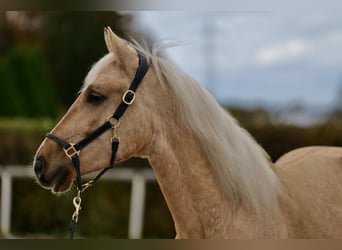Andalusier, Wallach, 4 Jahre, 160 cm, Palomino