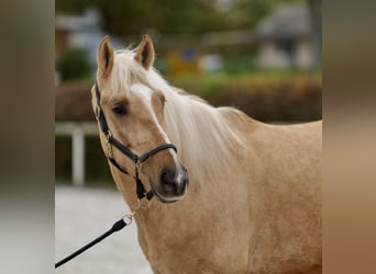 Andalusier, Wallach, 4 Jahre, 160 cm, Palomino