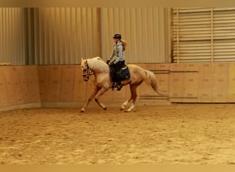 Andalusier, Wallach, 4 Jahre, 160 cm, Palomino