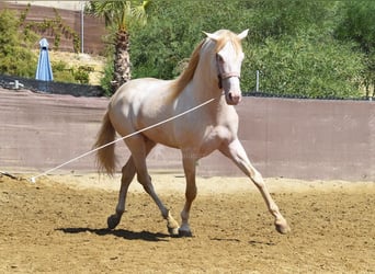 Andalusier, Wallach, 4 Jahre, 160 cm, Perlino