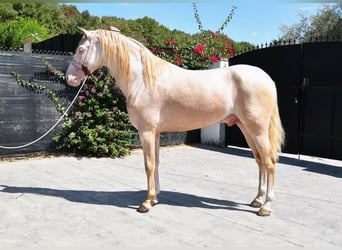 Andalusier, Wallach, 4 Jahre, 160 cm, Perlino