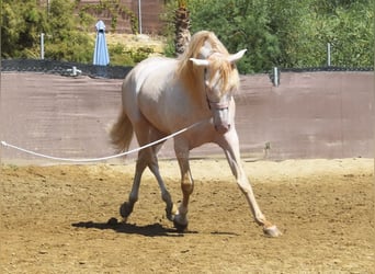 Andalusier, Wallach, 4 Jahre, 160 cm, Perlino