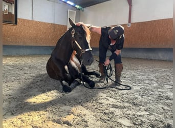 Andalusier, Wallach, 4 Jahre, 160 cm, Rappe