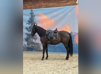 Andalusier, Wallach, 4 Jahre, 160 cm, Rappe