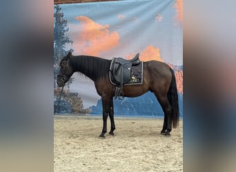 Andalusier, Wallach, 4 Jahre, 160 cm, Rappe
