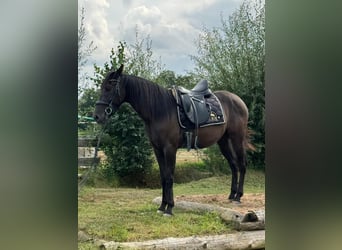 Andalusier, Wallach, 4 Jahre, 160 cm, Rappe