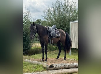Andalusier, Wallach, 4 Jahre, 160 cm, Rappe
