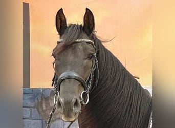 Andalusier, Wallach, 4 Jahre, 160 cm, Rappe