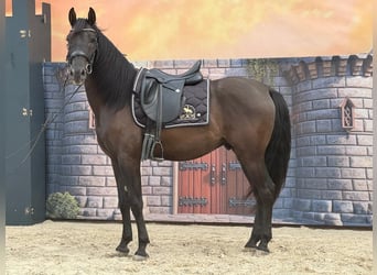 Andalusier, Wallach, 4 Jahre, 160 cm, Rappe