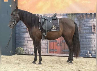 Andalusier, Wallach, 4 Jahre, 160 cm, Rappe