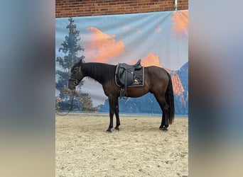 Andalusier, Wallach, 4 Jahre, 160 cm, Rappe
