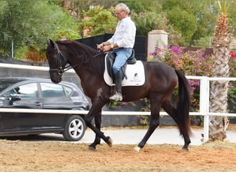 Andalusier, Wallach, 4 Jahre, 160 cm, Rappe