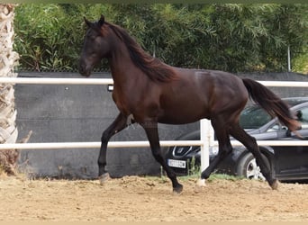 Andalusier, Wallach, 4 Jahre, 160 cm, Rappe