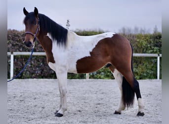 Andalusier, Wallach, 4 Jahre, 160 cm, Schecke