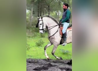 Andalusier, Wallach, 4 Jahre, 160 cm, Schimmel