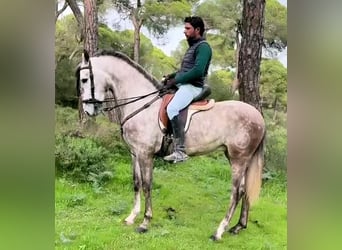 Andalusier, Wallach, 4 Jahre, 160 cm, Schimmel