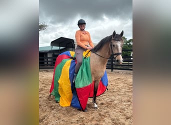 Andalusier, Wallach, 4 Jahre, 160 cm, Schimmel