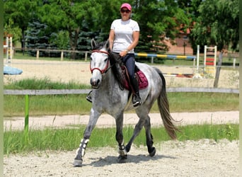 Andalusier Mix, Wallach, 4 Jahre, 160 cm, Schimmel