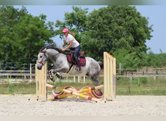 Andalusier Mix, Wallach, 4 Jahre, 160 cm, Schimmel