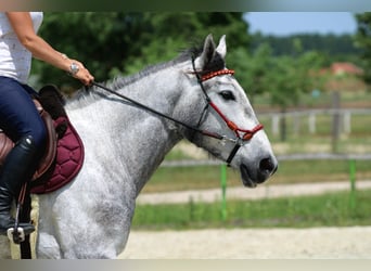 Andalusier Mix, Wallach, 4 Jahre, 160 cm, Schimmel