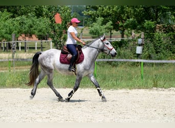 Andalusier Mix, Wallach, 4 Jahre, 160 cm, Schimmel