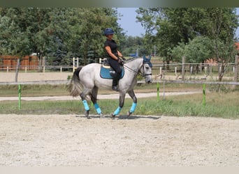 Andalusier Mix, Wallach, 4 Jahre, 160 cm, Schimmel