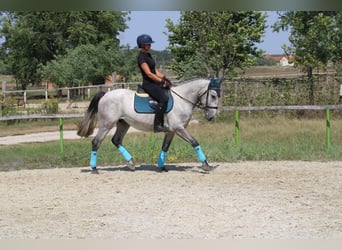 Andalusier Mix, Wallach, 4 Jahre, 160 cm, Schimmel