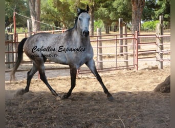 Andalusier, Wallach, 4 Jahre, 161 cm, Apfelschimmel
