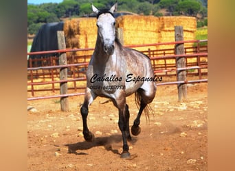Andalusier, Wallach, 4 Jahre, 161 cm, Apfelschimmel