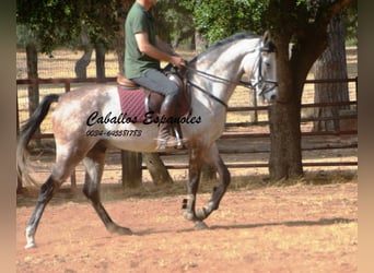 Andalusier, Wallach, 4 Jahre, 161 cm, Apfelschimmel