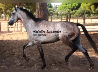 Andalusier, Wallach, 4 Jahre, 161 cm, Apfelschimmel