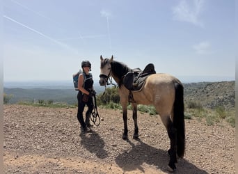 Andalusier, Wallach, 4 Jahre, 161 cm, Falbe