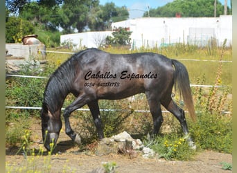 Andalusier, Wallach, 4 Jahre, 161 cm, Rappschimmel