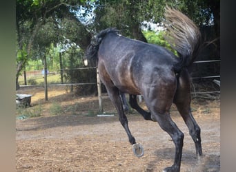 Andalusier, Wallach, 4 Jahre, 161 cm, Rappschimmel