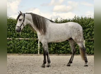 Andalusier, Wallach, 4 Jahre, 162 cm, Apfelschimmel