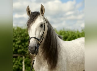 Andalusier, Wallach, 4 Jahre, 162 cm, Apfelschimmel