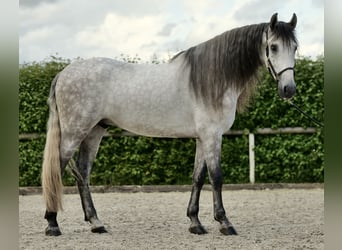 Andalusier, Wallach, 4 Jahre, 162 cm, Apfelschimmel