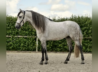 Andalusier, Wallach, 4 Jahre, 162 cm, Apfelschimmel