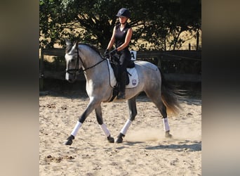 Andalusier, Wallach, 4 Jahre, 162 cm, Blauschimmel