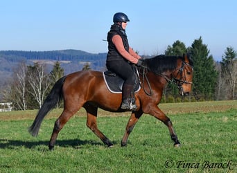 Andalusier, Wallach, 4 Jahre, 162 cm, Brauner