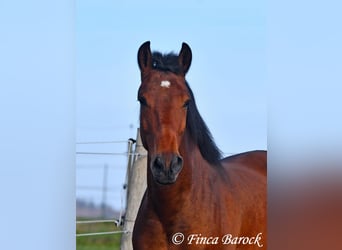 Andalusier, Wallach, 4 Jahre, 162 cm, Brauner