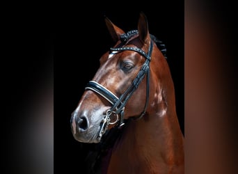 Andalusier, Wallach, 4 Jahre, 162 cm, Dunkelbrauner
