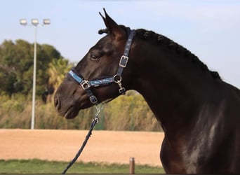 Andalusier, Wallach, 4 Jahre, 162 cm, Dunkelbrauner