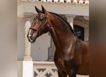 Andalusier, Wallach, 4 Jahre, 162 cm, Dunkelbrauner